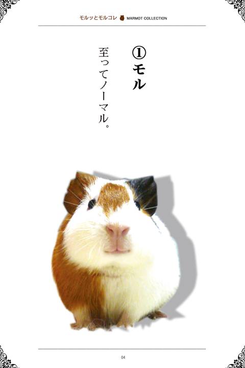 モルッとモルコレ〜可愛いモルモットが大変身！MARMOT COLLECTION 〜