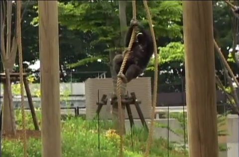 ゆかいなどうぶつたち　～ゴリラ・サル・チンパンジー～