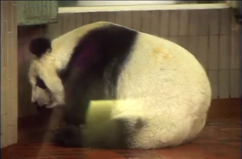 ゆかいなどうぶつたち　～パンダ・クマ・シロクマ～