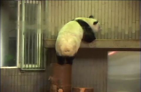 ゆかいなどうぶつたち　～パンダ・クマ・シロクマ～