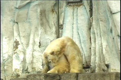 ゆかいなどうぶつたち　～パンダ・クマ・シロクマ～