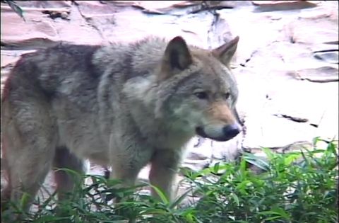 ゆかいなどうぶつたち　～オオカミ・キツネ・タヌキ～