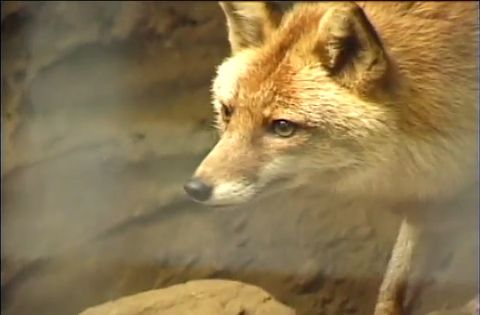 ゆかいなどうぶつたち　～オオカミ・キツネ・タヌキ～