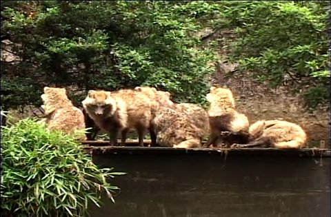 ゆかいなどうぶつたち　～オオカミ・キツネ・タヌキ～