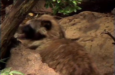 ゆかいなどうぶつたち　～オオカミ・キツネ・タヌキ～