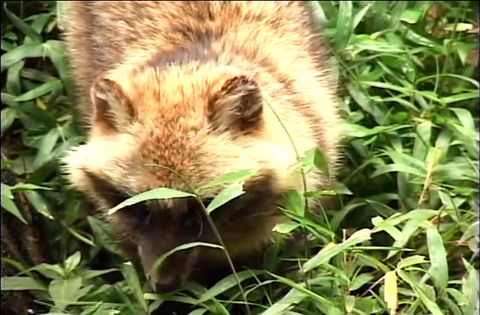 ゆかいなどうぶつたち　～オオカミ・キツネ・タヌキ～