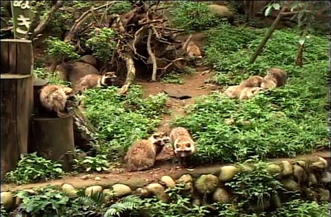 ゆかいなどうぶつたち　～オオカミ・キツネ・タヌキ～