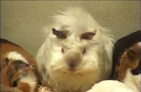 ゆかいなどうぶつたち　～モルモット・ウサギ・リス～