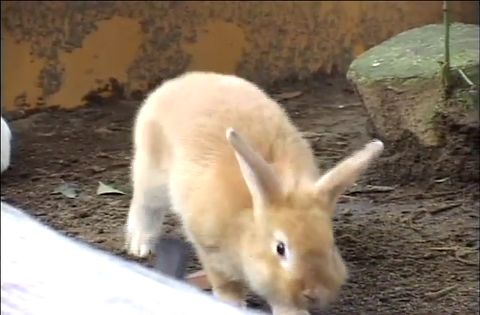 ゆかいなどうぶつたち　～モルモット・ウサギ・リス～