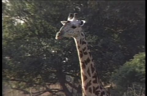 ゆかいなどうぶつたち　～キリン・オカピ・ラクダ～