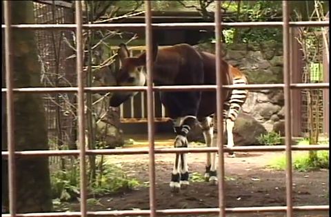ゆかいなどうぶつたち　～キリン・オカピ・ラクダ～