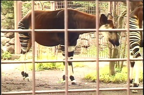 ゆかいなどうぶつたち　～キリン・オカピ・ラクダ～