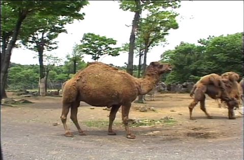 ゆかいなどうぶつたち　～キリン・オカピ・ラクダ～