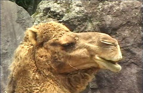 ゆかいなどうぶつたち　～キリン・オカピ・ラクダ～