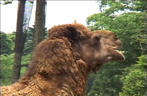 ゆかいなどうぶつたち　～キリン・オカピ・ラクダ～