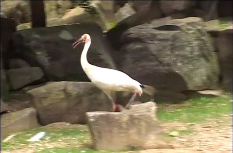 ゆかいなどうぶつたち　～ツル・ハクチョウ・ペリカン～
