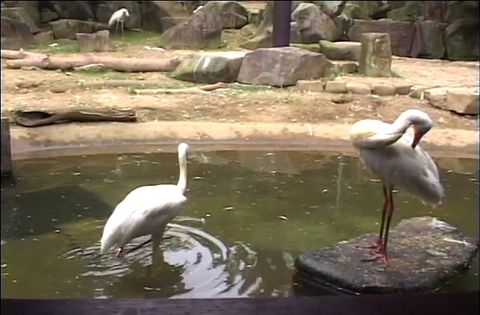 ゆかいなどうぶつたち　～ツル・ハクチョウ・ペリカン～