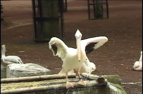 ゆかいなどうぶつたち　～ツル・ハクチョウ・ペリカン～