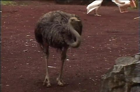 ゆかいなどうぶつたち　～ダチョウ・フラミンゴ・インコ～