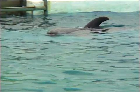 ゆかいなどうぶつたち　～イルカ・シャチ・ペンギン～