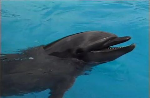ゆかいなどうぶつたち　～イルカ・シャチ・ペンギン～