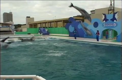ゆかいなどうぶつたち　～イルカ・シャチ・ペンギン～