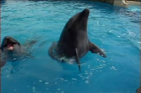 ゆかいなどうぶつたち　～イルカ・シャチ・ペンギン～