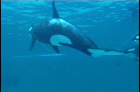 ゆかいなどうぶつたち　～イルカ・シャチ・ペンギン～