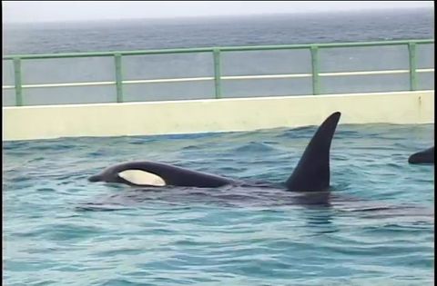 ゆかいなどうぶつたち　～イルカ・シャチ・ペンギン～