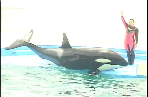 ゆかいなどうぶつたち　～イルカ・シャチ・ペンギン～