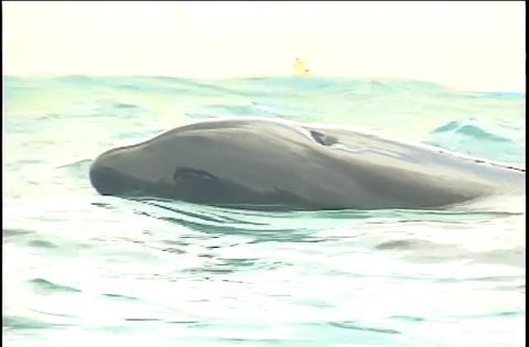 ゆかいなどうぶつたち　～イルカ・シャチ・ペンギン～