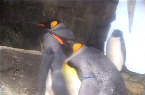 ゆかいなどうぶつたち　～イルカ・シャチ・ペンギン～