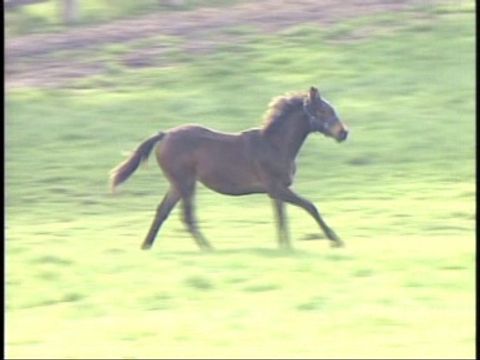 ゆかいなどうぶつたち　～ウマ・シマウマ・ポニー～
