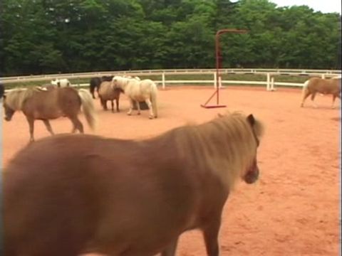ゆかいなどうぶつたち　～ウマ・シマウマ・ポニー～