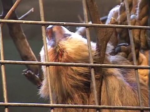 ゆかいなどうぶつたち　～ナマケモノ・アリクイ・アルマジロ～