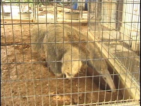 ゆかいなどうぶつたち　～ナマケモノ・アリクイ・アルマジロ～