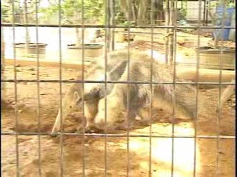 ゆかいなどうぶつたち　～ナマケモノ・アリクイ・アルマジロ～
