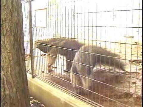 ゆかいなどうぶつたち　～ナマケモノ・アリクイ・アルマジロ～
