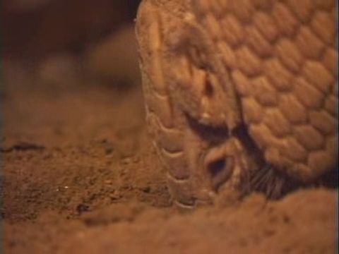 ゆかいなどうぶつたち　～ナマケモノ・アリクイ・アルマジロ～