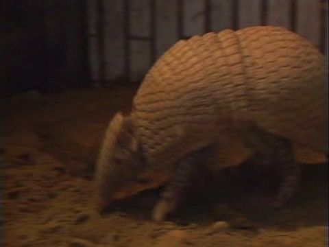 ゆかいなどうぶつたち　～ナマケモノ・アリクイ・アルマジロ～