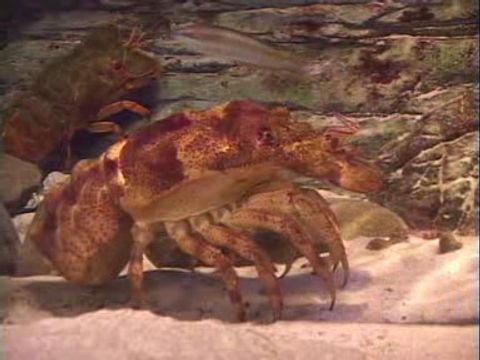 ゆかいなどうぶつたち　～エビ・クラゲ・イソギンチャク～