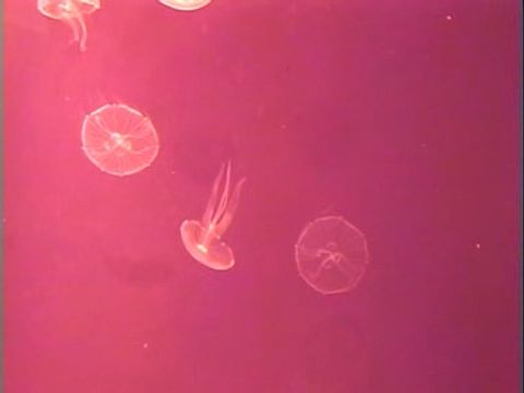 ゆかいなどうぶつたち　～エビ・クラゲ・イソギンチャク～