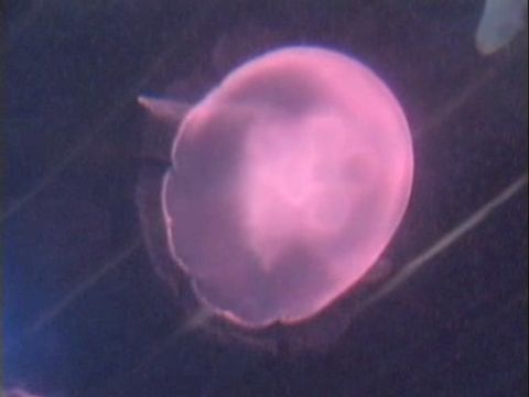 ゆかいなどうぶつたち　～エビ・クラゲ・イソギンチャク～