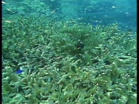 ゆかいなどうぶつたち　～エビ・クラゲ・イソギンチャク～
