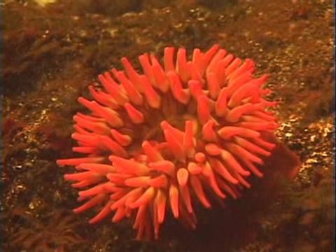 ゆかいなどうぶつたち　～エビ・クラゲ・イソギンチャク～