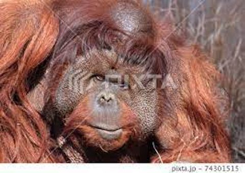 オラウータン　おやじにちょと冷たいキューさん　前を連続でスルー【多摩**公園No52-1】Orangutan：オランウータン339