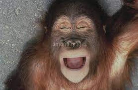 オラウータン　おやじにちょと冷たいキューさん　前を連続でスルー【多摩**公園No52-1】Orangutan：オランウータン339