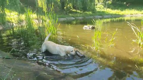 お気に入りの娯楽