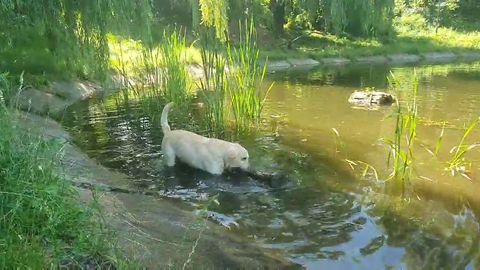 お気に入りの娯楽