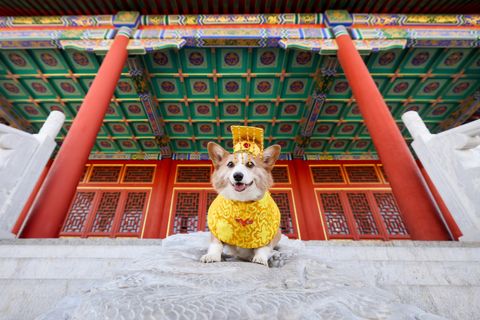[合成]: 中国の王宮を旅するコーギー犬の写真セット HD